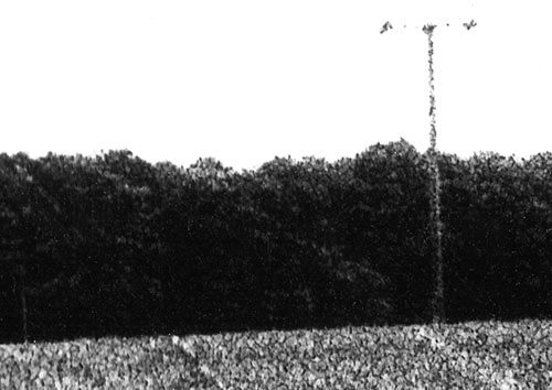 'Field'  Närbild (32 Kb)